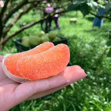 將圖片載入圖庫檢視器 【台南麻豆產】老欉文旦